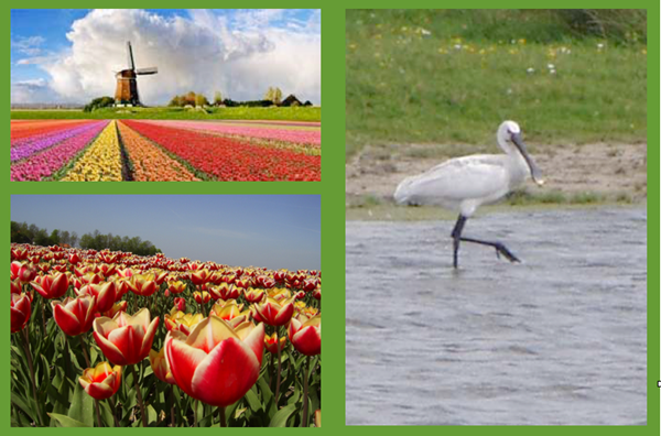 Camping Golfzang ist ein Familiencampingplatz am Meer und in der Nähe vom Strand und die Dünen. Hunde sind erlaubt und das Gelände ist autofrei. www.campinggolfzang.de
